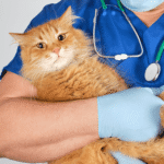 Why 24 Hour Vet Hong Kong Services Are Essential for Emergency Pet Care