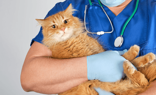 Why 24 Hour Vet Hong Kong Services Are Essential for Emergency Pet Care